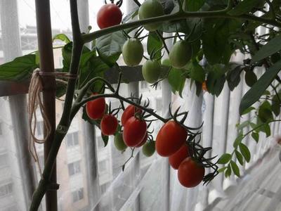 适合阳台种植的水果盆栽图片欣赏,适合阳台栽的水果树苗