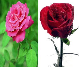 月季与玫瑰的区别在哪里[月季与玫瑰的区别在哪里呢]