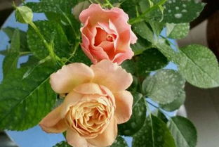 盆栽玫瑰修剪视频教程图解大全图片高清,盆栽玫瑰花栽培技术与管理