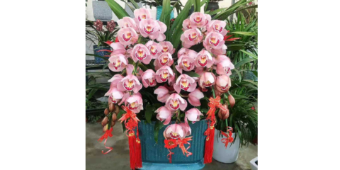 扬州直销花卉租赁价格查询,扬州最大的花卉市场2020