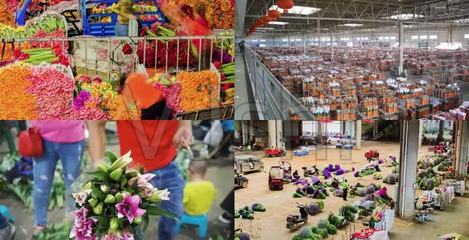 关于斗南花卉市场简介,关于斗南花卉市场简介的作文