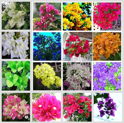 各种颜色花卉的作用,各种颜色的花的名字