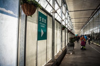 上海纪念温室花卉材料,上海植物园温室门票多少钱