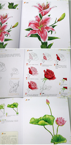 彩铅花卉步骤教程图解,彩铅花卉的画法步骤