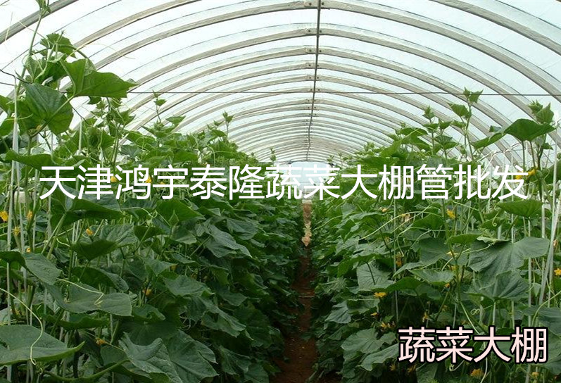 天津花卉蔬菜温室承建单位,天津蔬菜大棚种植基地