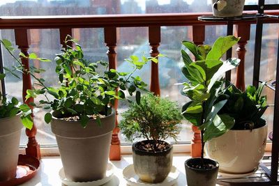 室内盆栽花卉如何养殖,室内盆栽植物的种植及养护要点